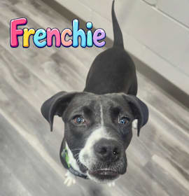 Photo of Frenchie