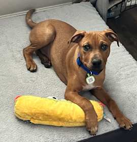 Photo of Mac & Cheese