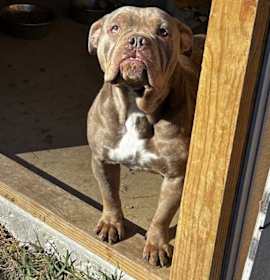 Photo of Mocha Latte