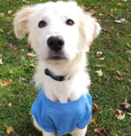 Photo of Ruin - Stratford