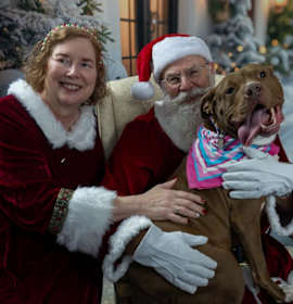 Photo of Pigeon - SPONSORED FEE!