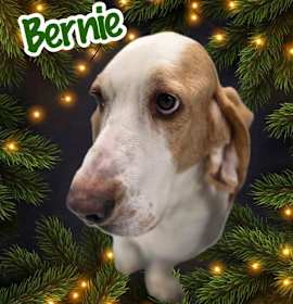 Photo of Bernie