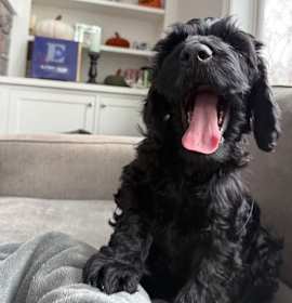 Photo of Buddy the Elf