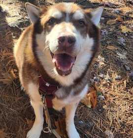 Photo of Ashkin (Pumpkin Spice Latte)