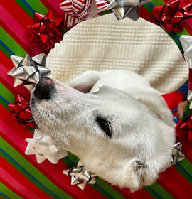 Photo of Rhonda White