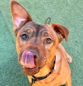 Photo of Ginger *Sponsored*