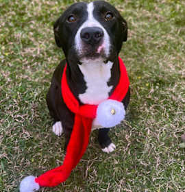 Photo of Ginger Bread Man