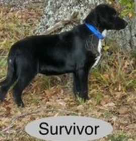 Photo of Survivor