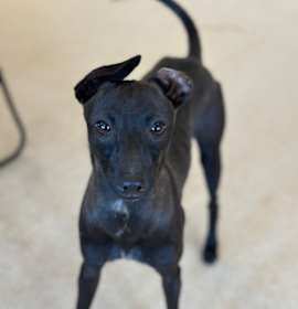 Photo of Little Blue