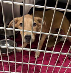 Photo of Chocolate Orange