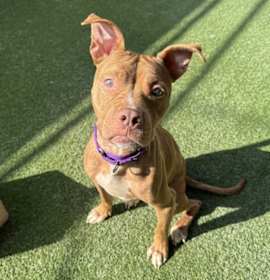 Photo of Princess Naya