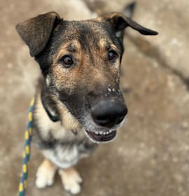 Photo of Major Banophen