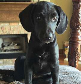 Photo of PUPPY IDGIE