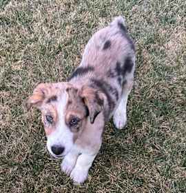 Photo of SPONSOR OR FOSTER ME - Finn