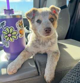 Photo of SPONSOR OR FOSTER ME - Sundae