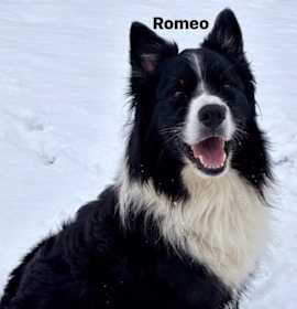 Photo of Romeo