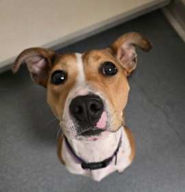 Photo of DA 37 Macie-Moo