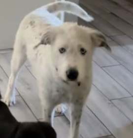 Photo of SPONSOR OR FOSTER ME - Snow