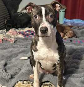 Photo of Twinkie Adoption Pending