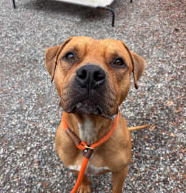 Photo of Pumpkin roll