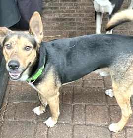 Photo of Woody aka Baxter