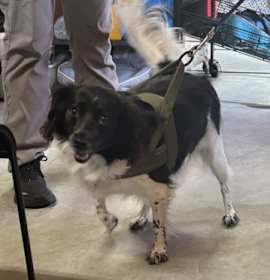 Photo of Tina (Cocoa)