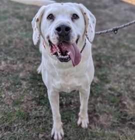 Photo of Mystery Shopper