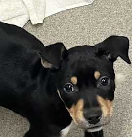 Photo of Milo 2 months AVA 12/17