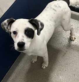 Photo of Charlie 7 months Ava 12/17