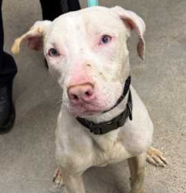 Photo of Frost VII 68