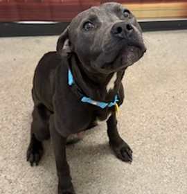 Photo of Crumpet III 3