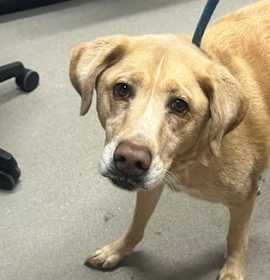 Photo of Loki FKA Venus