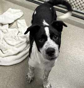 Photo of Miley 2 months Avail- 12/18