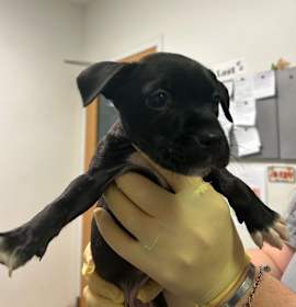 Photo of The Cutie Crab