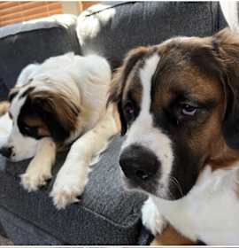 Photo of Tucker (& Brutus)