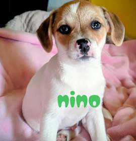 Photo of Nino