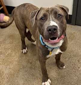 Photo of Toffee VII 95