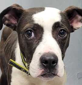 Photo of Huckleberry