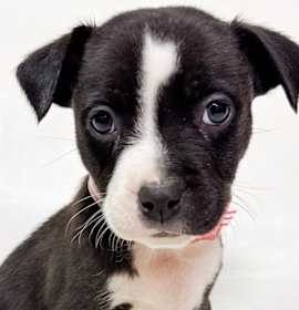 Photo of 850 (2025) Daisy