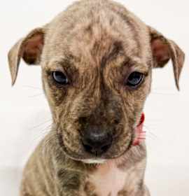 Photo of 852 (2025) Winnie