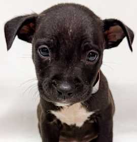 Photo of 853 (2025) Rose