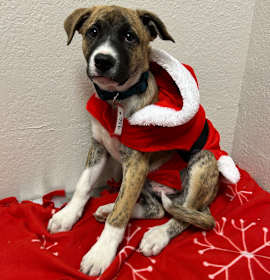 Photo of 936 (2025) Biggie Smalls