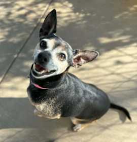 Photo of Father Christmas