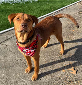 Photo of Butterscotch 