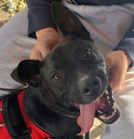 Photo of Ollie *ADOPTION SPECIAL*