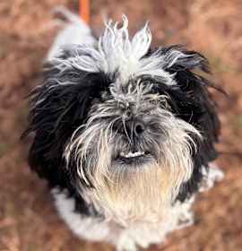 Photo of Candy Cane Crunch