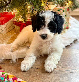 Photo of Mia - Not Yet Available