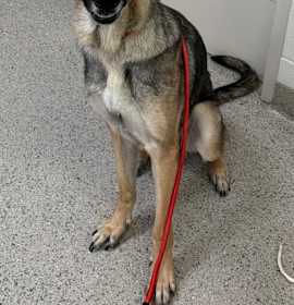 Photo of Lucy (bonded to Linus)