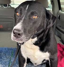 Photo of Colby (Cocoa)