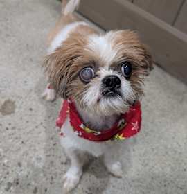 Photo of Furrst Noel